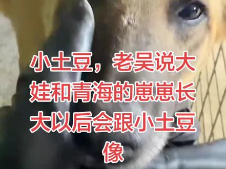 小土豆,老吴说大娃和青海的崽崽长大以后会跟小土豆像#西北刀客公益护农#西北刀客机油手#西北刀客徐晒晒#西北刀客吴队
