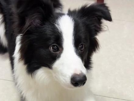 什么纸巾胡萝卜的 听不懂
#边牧 #热门 #笨狗 #小狗日记