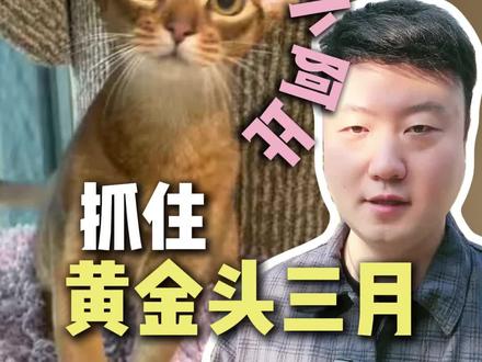 阿比到家前三个月注意事项
#养猫新手 #阿比西尼亚猫 #养猫经验分享 #养猫攻略