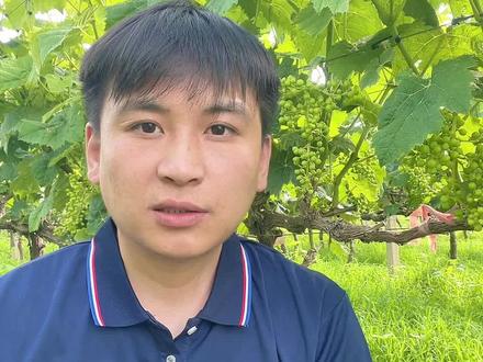 葡萄僵果落叶的全程解决方案 #菲碧施水溶肥 #阳光玫瑰葡萄 #农业种植技术 #土壤改良 #技术