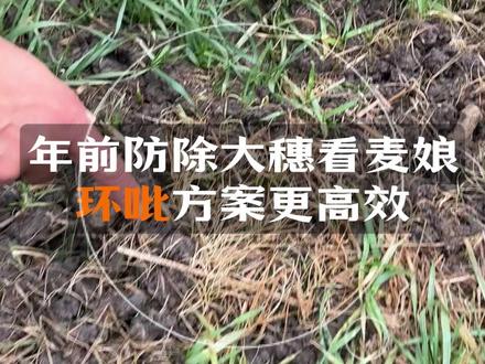 年前防除大穗看麦娘 环吡+方案更高效#除草剂
