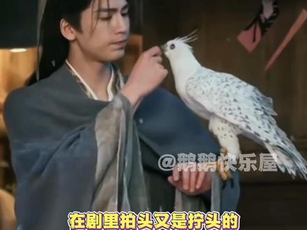 逐玉里的猪竟然是活猪,海东青是假鸟 #逐玉 #海东青 #万万没想到