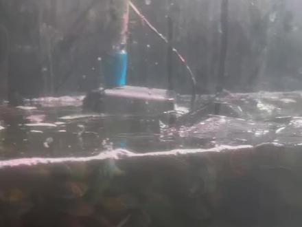 来了点大奶茶 #雷龙鱼