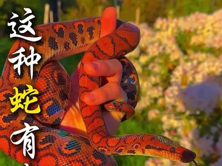 带你了解几种常见的蛇,哪些有毒你知道吗 #冷知识科普 #蛇 #知识科普