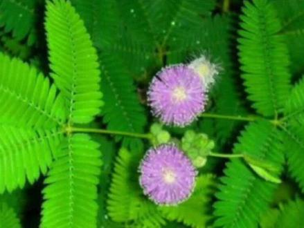 #作文技巧方法 #三年级习作 三年级下册第一单元习作#涨知识