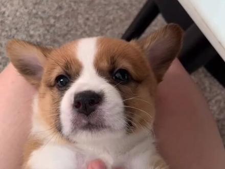 混种小土基两个月的颜值变化之老大#柯基串串 #小短腿的快乐