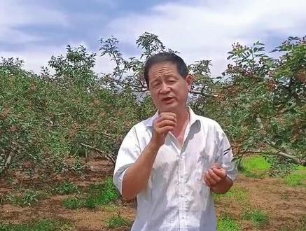 近期防治花椒炭疽病刻不容缓!