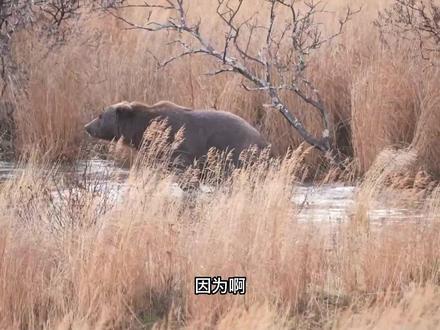 去俄罗斯抓一头熊是种什么体验。#俄罗斯狩猎 #合法狩猎 #行走的周贤杰 #原创视频 #俄罗斯旅游