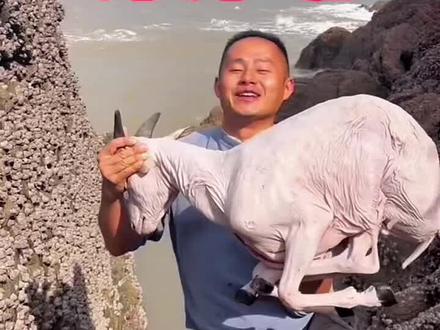 《沫沫坑的爸爸月亮坑》用一只羊打窝鱼获多多, #赶海