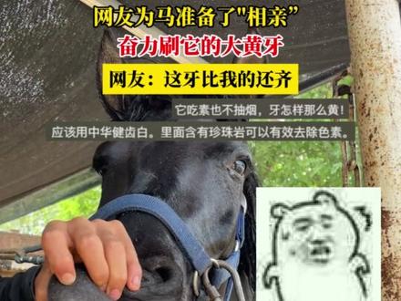 网友为马准备了"相亲”,奋力刷它的大黄牙,网友:这牙比我的还齐 #马 #刷牙