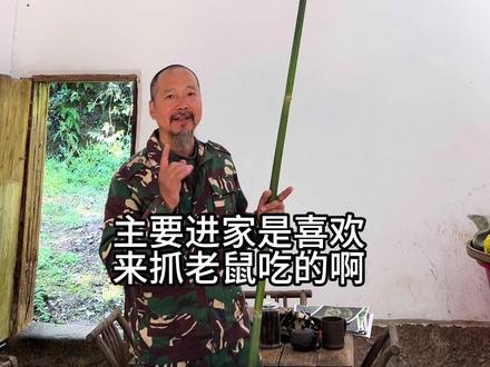 黑眉锦蛇一种不怕人的蛇!#农村生活 #原创视频 #家蛇