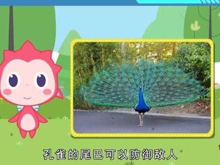 每种动物的尾巴都是帮助他们在大自然生存的好帮手呢!#青少年成长手册 @抖音青少年 #科普知识 #动物