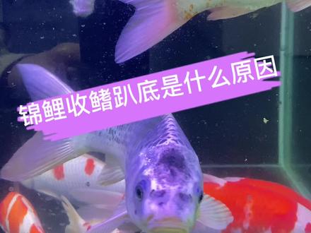 锦鲤收鳍趴底是什么原因?#宜兴 #锦鲤 #过滤箱 #水族 #观赏鱼 #水族#造景