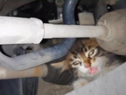 如果猫藏在发动机里怎么办?可能伤猫或伤车 #关爱流浪猫 #流浪猫救助 #暖心一幕好感动 #善待猫咪