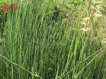 植物节节草人称“土麻黄”,民间常用植物,看看到底有啥用途?