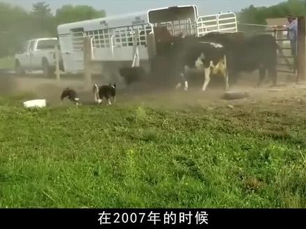 日本到底有何居心?在中国山东租了1500亩地,为何闲置五年啥也不干 #科普 #日本 #山东 #租地