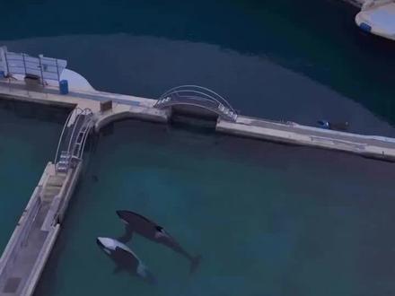 🐋牠們的故事還未完,除非我們放棄🐋!
🫶歡迎大家把母子鯨魚片分享出去🫶
一段令人心碎的畫面正在全球社群媒體瘋傳——美國攝影師勞萊斯(Seph Lawless)日前以無人機拍攝法國一座已關閉的海洋公園,拍到被遺留在園裏的虎鯨(又稱殺人鯨)母親「維琪」(Wikie)與兒子「凱喬」(Keijo)。牠們原本靜止漂浮在骯髒的水面上,了無生機,然而牠們一聽到無人機聲響便抬頭望向鏡頭,隨即開始表演,在水中緩緩轉動、跳躍,像是喚起被人看見的記憶,令人心酸的畫面在網上瘋傳。
被禁表演後困腐水1年
這對虎鯨母子住在法國南部的「安提布海洋世界」(Marineland Antibes)。由於法國通過禁止虎鯨表演的新法例,該園區在今年1月已永久關閉,人去樓空。然而2隻虎鯨與12隻瓶鼻海豚被留在腐壞的池中,四周布滿青苔與淤泥,牠們卻無法離開。
勞萊斯日前駕駛無人機飛越園區,將拍到的畫面分享到IG上。他發文表示,一開始,他以為兩隻虎鯨已經死亡,母鯨靜靜漂浮在污濁的水面上,旁邊的兒子還「反肚」。但幾秒後,令人震驚的事發生了,母鯨開始動了起來,抬頭凝視著鏡頭,動作溫柔而好奇。勞萊斯形容:「那一刻,就像牠們認出了我,又像希望本身重新回來探望牠們。」
「表演是唯一學過的語言」
接下來發生的事令人更加心碎,虎鯨母子竟開始表演,一開始緩慢,接着帶著喜悅。勞萊斯寫道:「牠們跳躍、旋轉,用牠們唯一學過的語言——表演。但這一次,沒有觀眾。只有我⋯⋯以及牠們對自由的渴望。」
勞萊斯的影片吸引超過5,500萬人分享與關注,他呼籲各界繼續施壓:「牠們的故事還沒結束,除非我們放棄。」法國政府也在輿論壓力下表態「正全力介入」。
#法國政府 #母子虎鯨 #拯救母子虎鯨
#一同發聲 #必須分享讓更多人知道