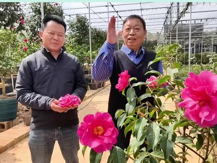 寒风凛冽它盛开,百花争艳它为王,云南茶花甲天下,宜良茶花甲云南!
在世界上最适合种茶花的宜良,云龙茶花开出了一片新天地!#宜良#原创#山茶花#踏春赏花