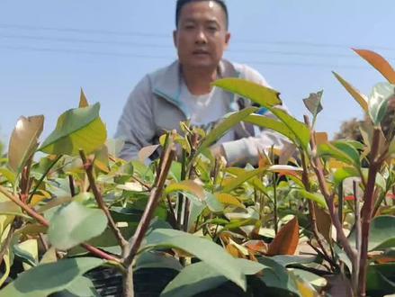 苗木扦插教程、苗木扦插技术培训、苗木扦插配方、红叶石楠扦插技术、#新农人计划2022 #金牌苗木人 #新品种红叶石楠 #阿丰聊种植 #绿化苗木 #精品苗木 #红叶石楠 #病虫害防治 #金森女贞