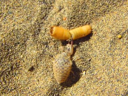 中国最贵的小型昆虫 #动物 #蚁狮 #西瓜创作人