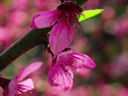 云南方言爆笑:就糟辣子这身体五头牛都拉不住!哈哈!