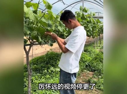 厉怀远的视频停更了,林丽的录音给厉家带来很大的压力,尤其是那