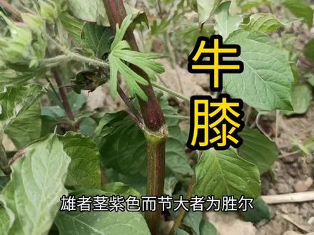 农村常见的土牛膝作用厉害了,好多人不知道它的珍贵,我现在分享 #药用植物 #每天认识一种植物 #牛膝 #土牛膝的功效与作用 #新农村计划2022 #生活小妙招