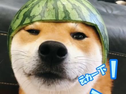 目前成本最高的一次制作 #柴犬 @柴犬=)小乖