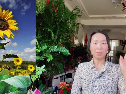 向日葵的花语是什么 #养花小知识