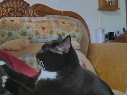 关于被流浪狗袭击的猫咪后续是不是可以开直播讨论一下