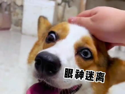 正确撸狗指南!狗狗渴望被抚摸的4个部位#撸狗 #宠物知识 #摸狗