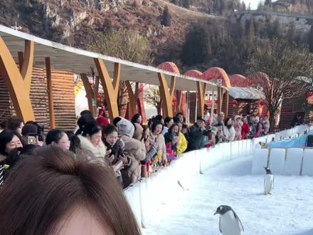 居然真的在六盘水看到了企鹅#企鹅 #企鹅宝宝 #梅花山 #滑雪 #梅花山滑雪场