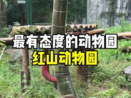 南京红山动物园应该是全国最有态度的动物园了叭!没有动物表演,没有收费投喂~这份懒人攻略记得收藏哦!#南京的动物们来整活了 #心动之城 #心动南京 #南京红山森林动物园