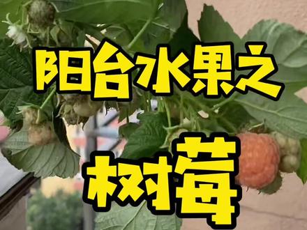 绝对能让你吃回本的阳台水果~树莓!了解一下,卖的老贵了……🪴🤔#养花 #阳台种植 #记录生活中的小美好