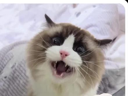 AI宠物翻译器,终于知道宠物在说什么了,#小狗#猫咪#宠物冷知识#养宠知识