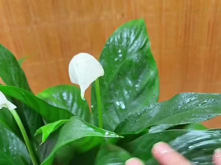 白掌又叫一帆风顺,它具有净化空气的作用,无论是厨房、卧室、客厅都可以养一盆。这款白掌可水培可土培,非常好养。而且它每开一朵花,就会寓意着增添一份运气。#绿植推荐#白掌 #白掌又叫一帆风顺 #室内绿植#好养易活