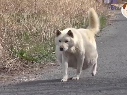 #上热门 公狗怀孕初期