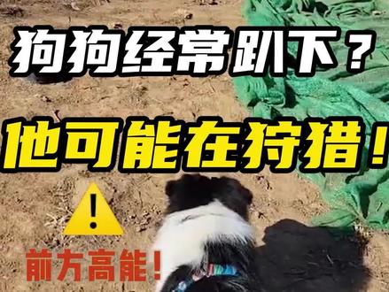 家里狗狗老爱欺负小狗狗,追猫,对大狗很友好到底是欺软怕恶,还是动物本能,看到后面有惊喜!#边牧