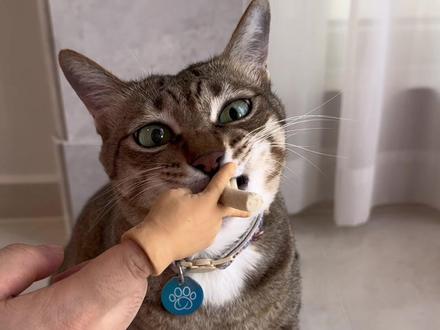 大咪小咪之手~#大咪和小咪的日常