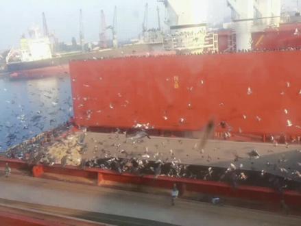 2014.08.11 粮食码头 野鸽子