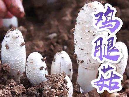 去村里吃个饭,没想到地里长了这么多鸡腿菇。终于体会到了采一堆的感觉。#采蘑菇 #鸡腿菇 #新农人计划2022 #大自然的馈赠