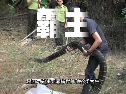 这条眼镜王蛇完美的解决了蟒蛇不毒,毒蛇不莽的世界难题。 #眼镜王蛇