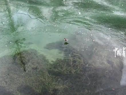 既能上天又能入水?网友拍到一只河乌潜水捕鱼,几乎“百发百中”。(来源:@中国青年报 )