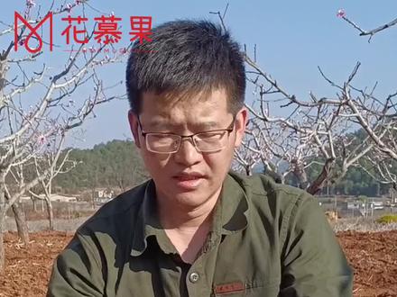 桃树液体授粉技术教学展示#抖音助农 #三农 #农业种植 #农业 #桃树