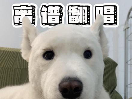 关关难过那就哄哄关关 #萨摩耶 #散装翻唱