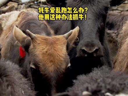牦牛爱乱跑怎么办?他用这种办法抓牛!