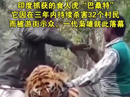 #印度老虎伤人游街#小老虎宝宝 #老虎