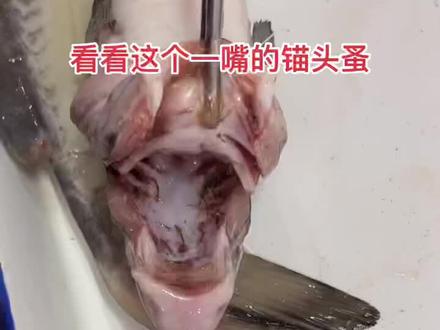 完全不吃料,鱼都瘦的不行了。找对方法两次搞定。#水产人 #水产养殖 #吻鱼 #锚头蚤 #钉虫