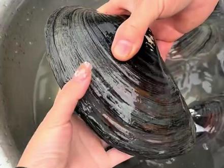 为什么现在很少有人吃河蚌肉? #河蚌