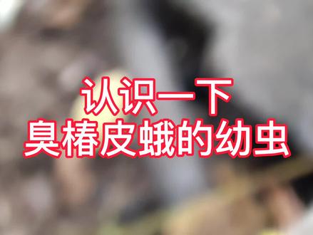 臭椿皮蛾毛毛虫,长得酷到底、帅到炸,这样招摇过市不怕被打吗?